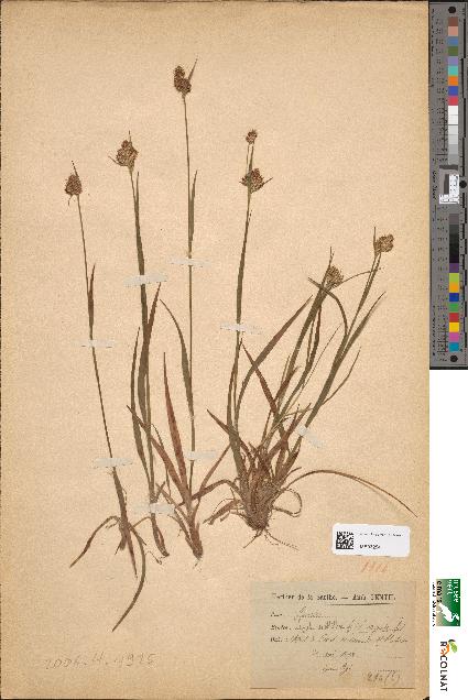 spécimen de Luzula multiflora