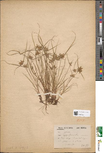 spécimen de Cyperus flavescens