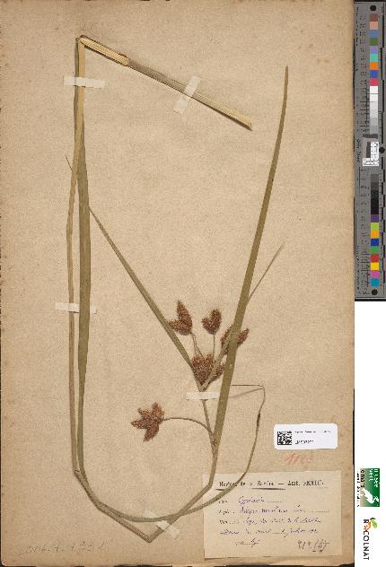 spécimen de Scirpus maritimus