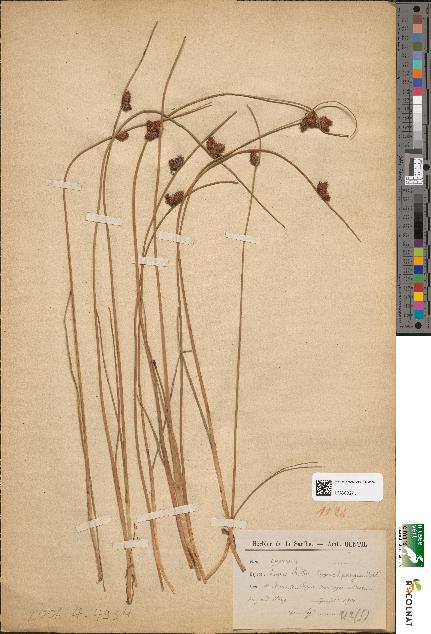 spécimen de Scirpus rothii