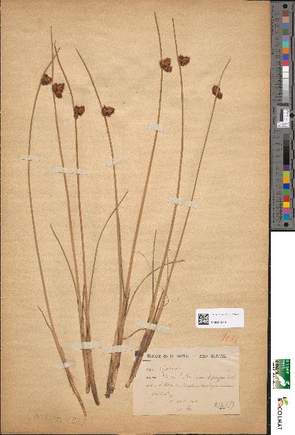 spécimen de Scirpus rothii