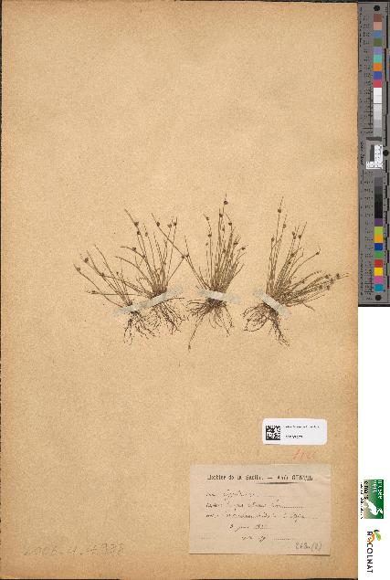 spécimen de Scirpus setaceus