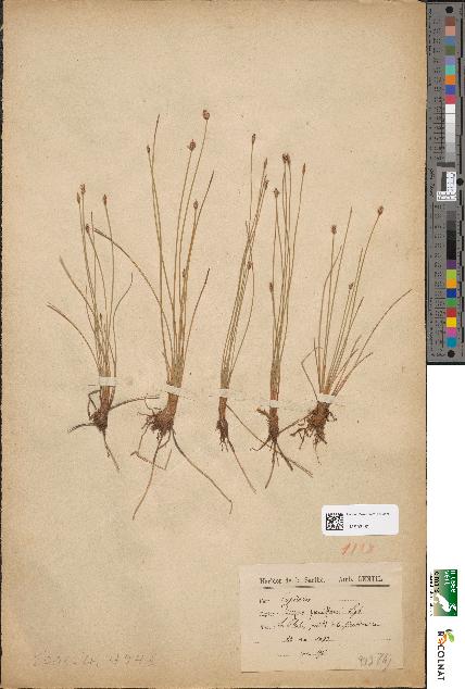 spécimen de Scirpus pauciflorus