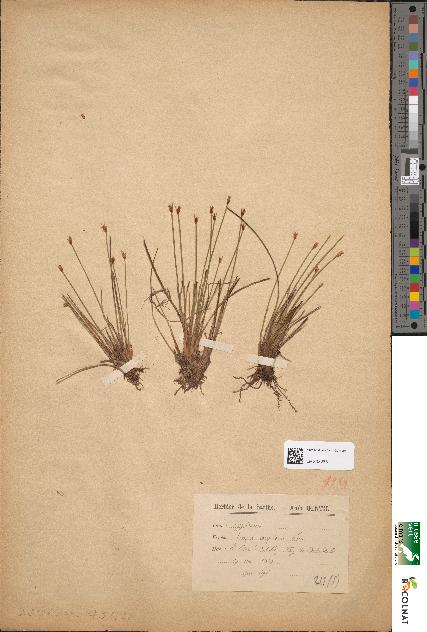 spécimen de Scirpus caespitosus