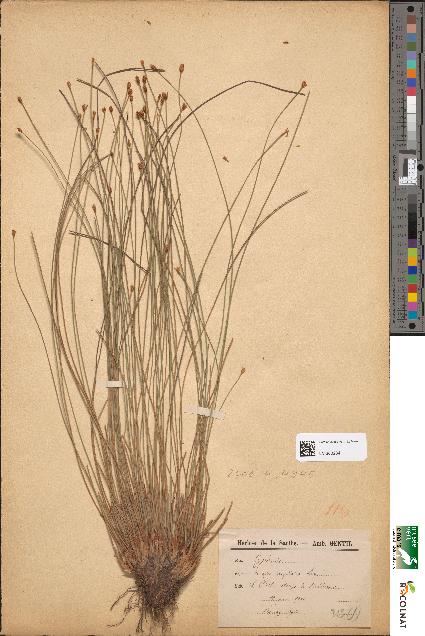 spécimen de Scirpus caespitosus