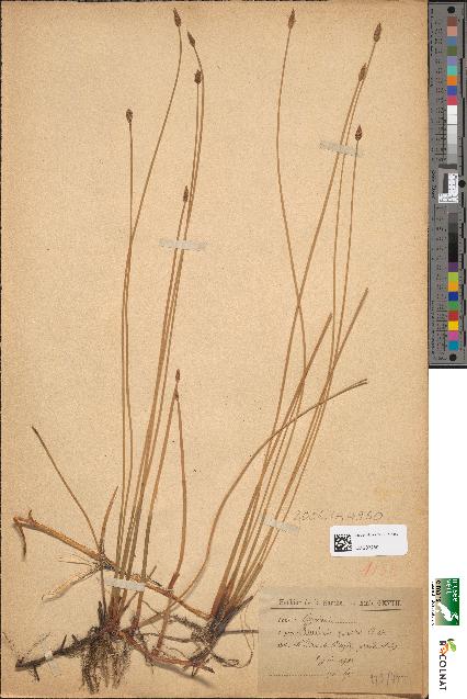 spécimen de Eleocharis palustris