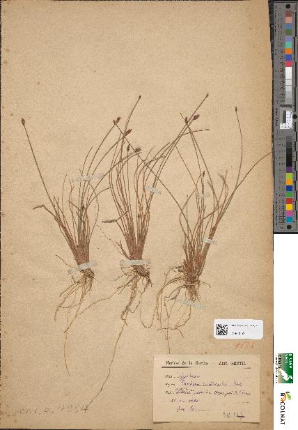 spécimen de Eleocharis multicaulis