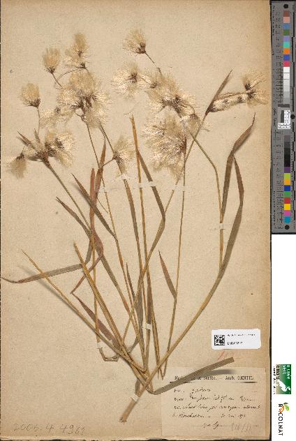 spécimen de Eriophorum latifolium