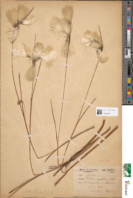 spécimen de Eriophorum angustifolium