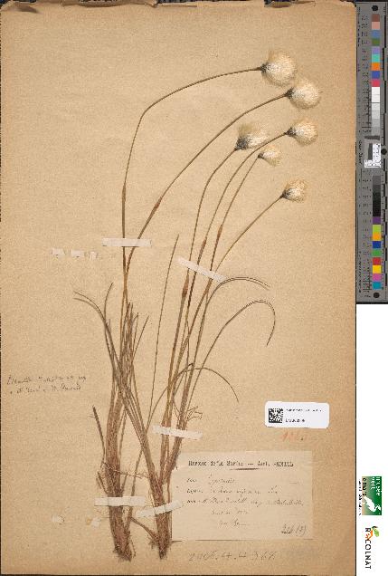 spécimen de Eriophorum vaginatum