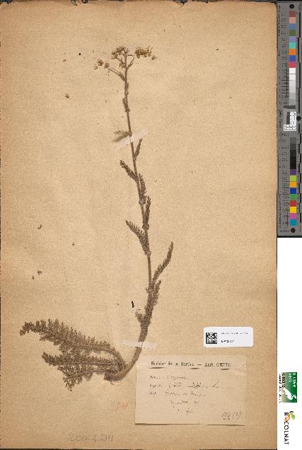 spécimen de Achillea millefolium