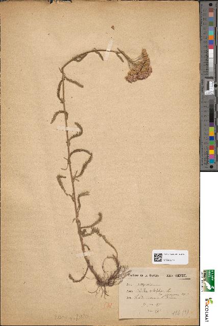 spécimen de Achillea millefolium