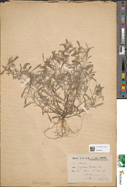 spécimen de Gnaphalium uliginosum