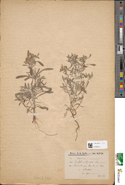 spécimen de Gnaphalium uliginosum