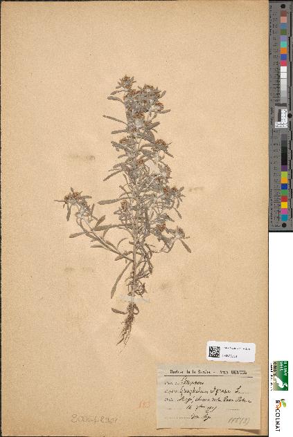spécimen de Gnaphalium uliginosum