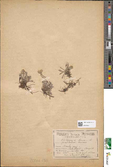 spécimen de Gnaphalium dioicum