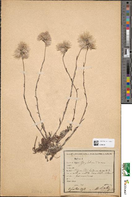 spécimen de Gnaphalium dioicum
