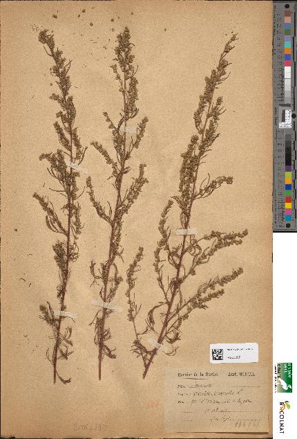 spécimen de Artemisia campestris