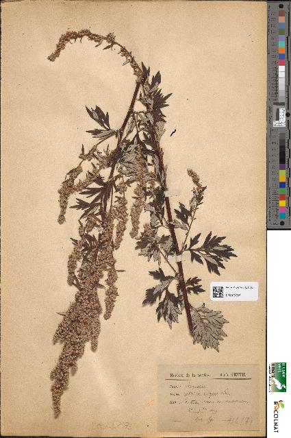 spécimen de Artemisia vulgaris