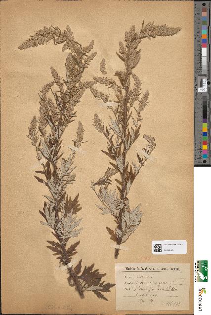 spécimen de Artemisia vulgaris