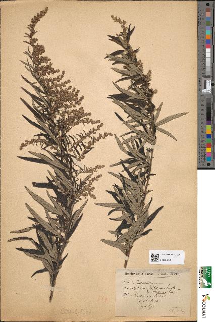 spécimen de Artemisia verlotiorum