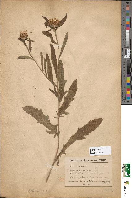 spécimen de Centaurea nigra