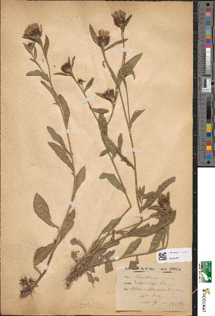 spécimen de Centaurea nigra