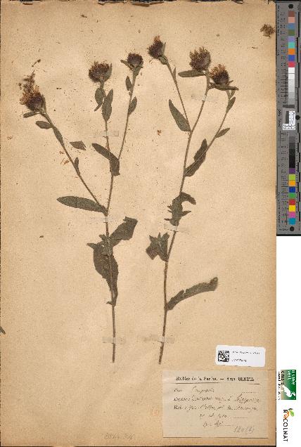 spécimen de Centaurea nigra