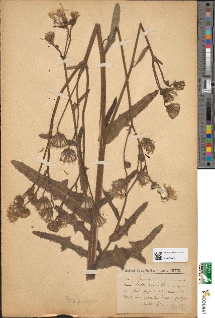 spécimen de Sonchus arvensis