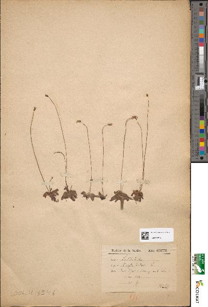 spécimen de Pinguicula lusitanica