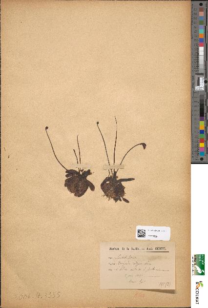 spécimen de Pinguicula vulgaris