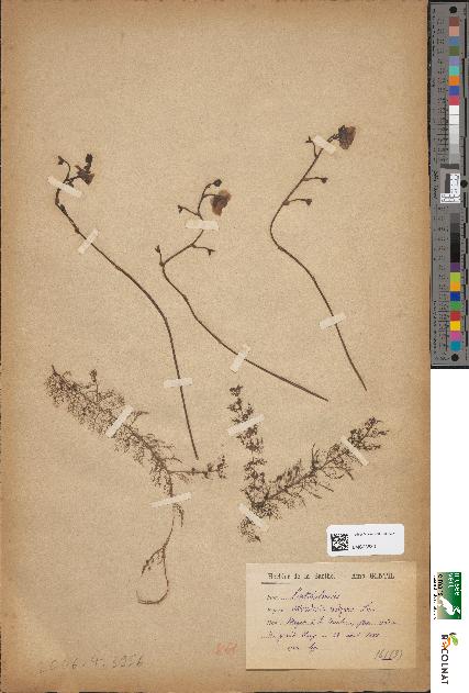spécimen de Utricularia vulgaris