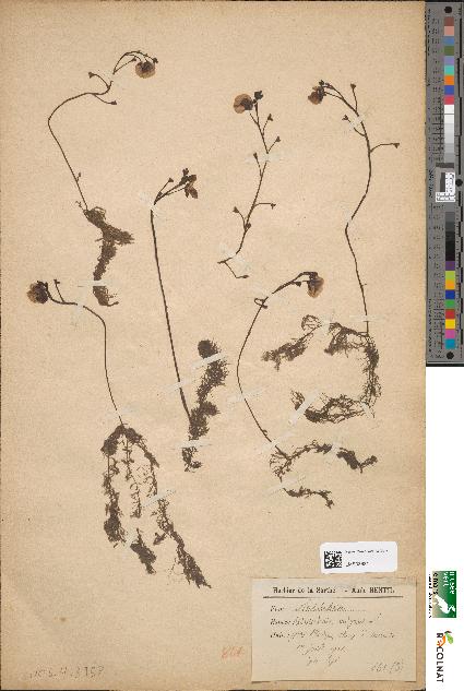 spécimen de Utricularia vulgaris