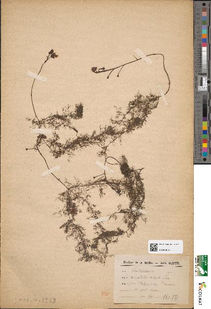 spécimen de Utricularia vulgaris