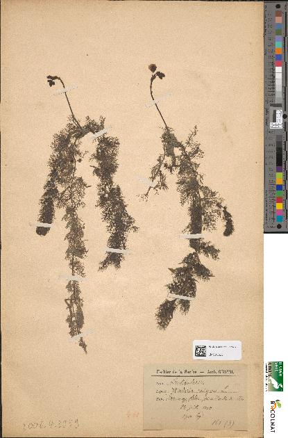spécimen de Utricularia vulgaris
