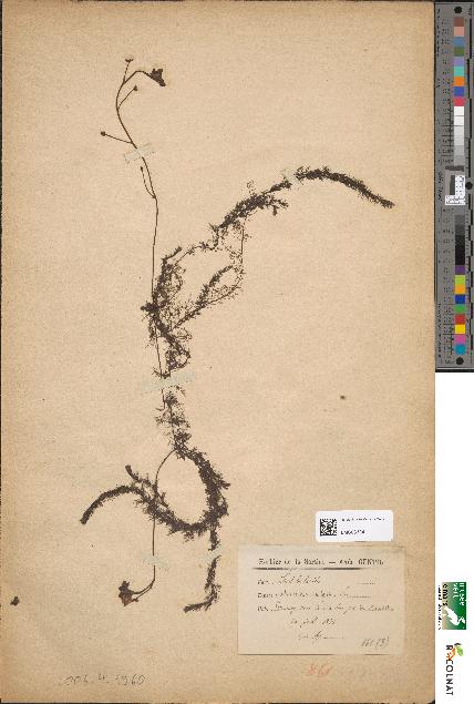 spécimen de Utricularia vulgaris