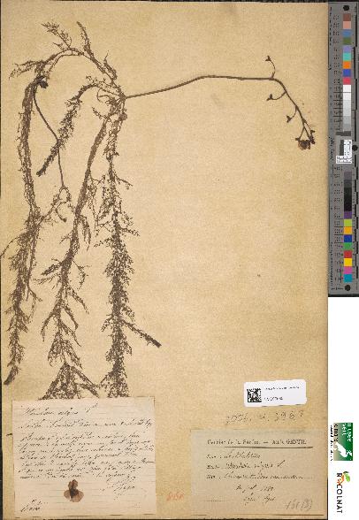 spécimen de Utricularia vulgaris