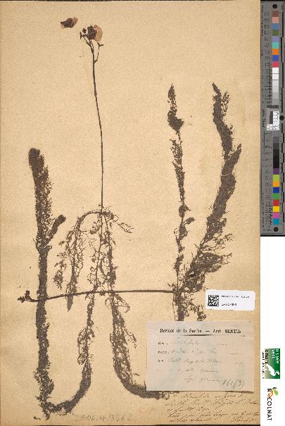 spécimen de Utricularia vulgaris
