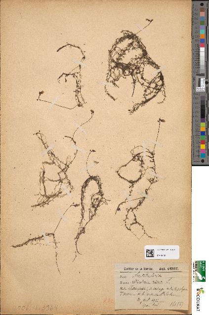 spécimen de Utricularia minor