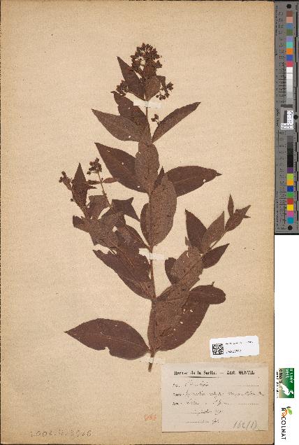 spécimen de Lysimachia vulgaris