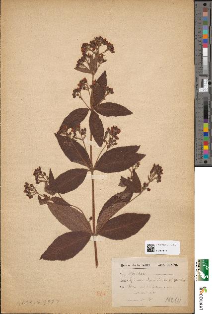 spécimen de Lysimachia vulgaris