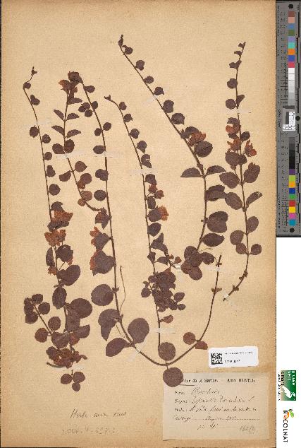 spécimen de Lysimachia nummularia