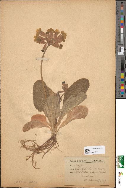 spécimen de Primula officinalis