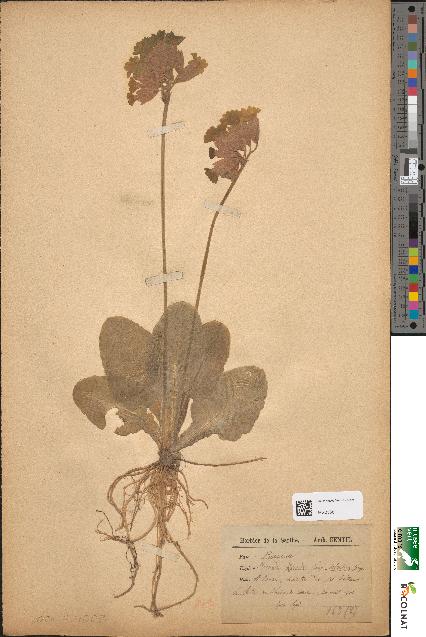 spécimen de Primula officinalis