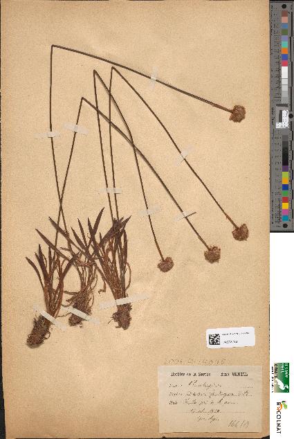 spécimen de Armeria plantaginea