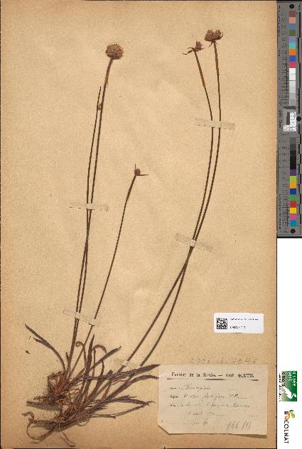 spécimen de Armeria plantaginea