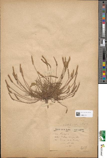 spécimen de Plantago coronopus