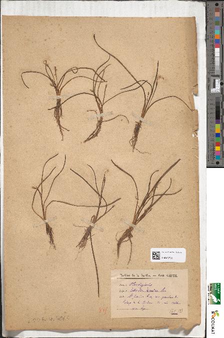 spécimen de Littorella lacustris