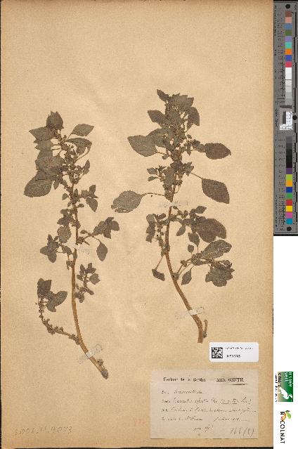 spécimen de Amaranthus sylvestris