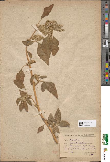 spécimen de Amaranthus retroflexus